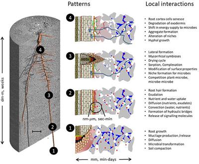 Rhizosphere Spatiotemporal Organization–A Key to Rhizosphere Functions